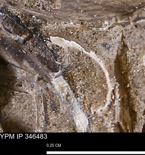 undet. Bivalvia