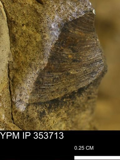 Limopsis striatopunctatus