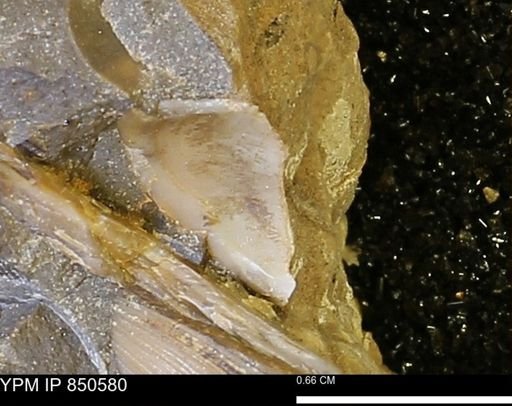 Limopsis striatopunctatus