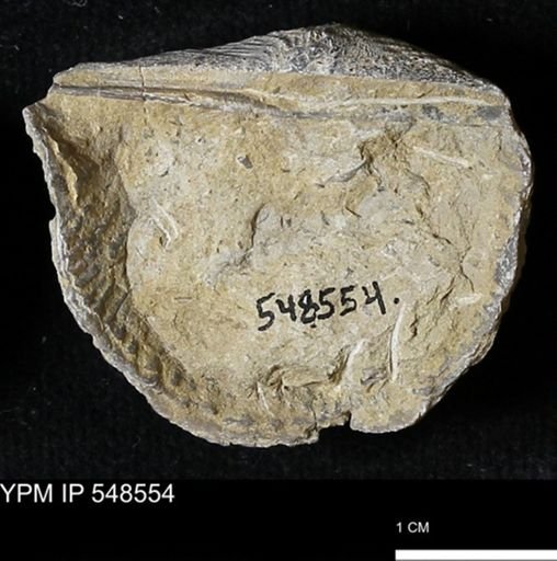Stropheodonta inflexa?