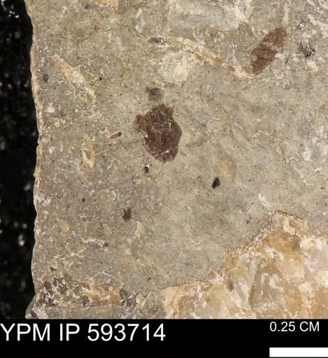 Baculites sp.