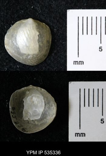Anomia simplex