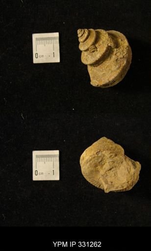 Worthenia tabulata
