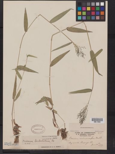 Panicum microcarpon