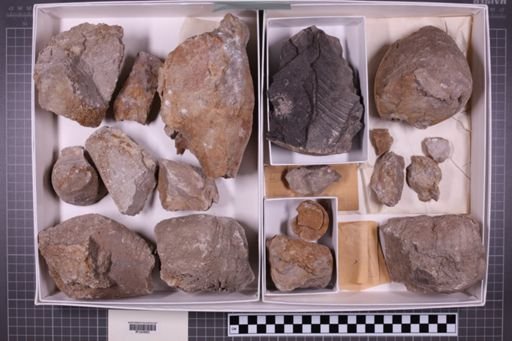 mixed taxa, stratigraphic collection