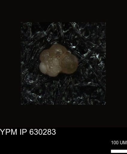 undet. Foraminiferida