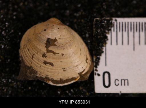 Limopsis striatopunctatus