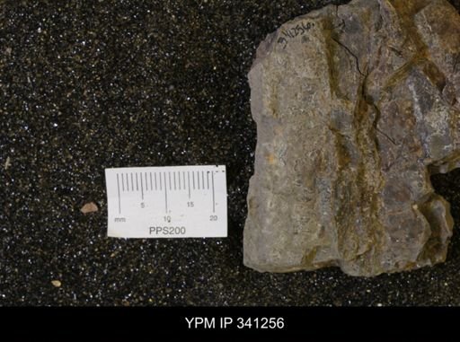 Baculites sp.