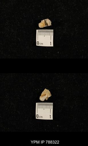 taxon undetermined
