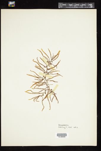 Sargassum