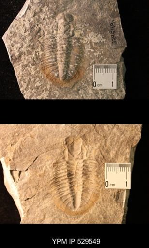 Trilobita