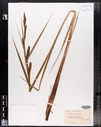 Carex riparia