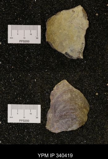 Ostrea glabra