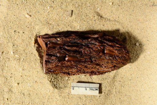 Lepidodendron rimosum