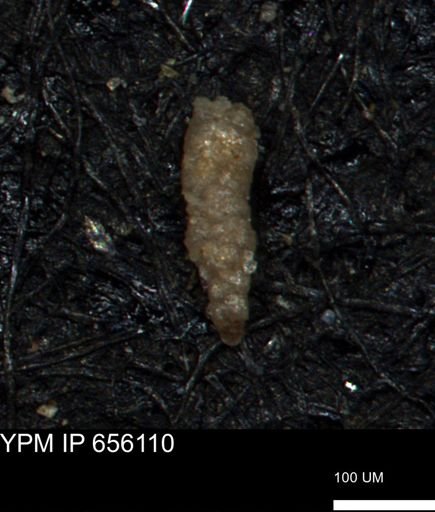Verneuilinoides hectori