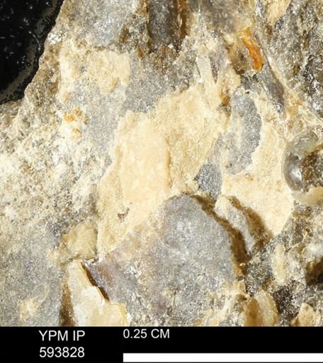undet. Mollusca