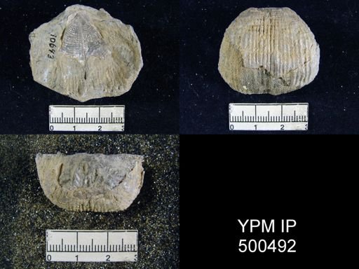 Productus inca