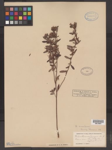 Helianthemum canadense