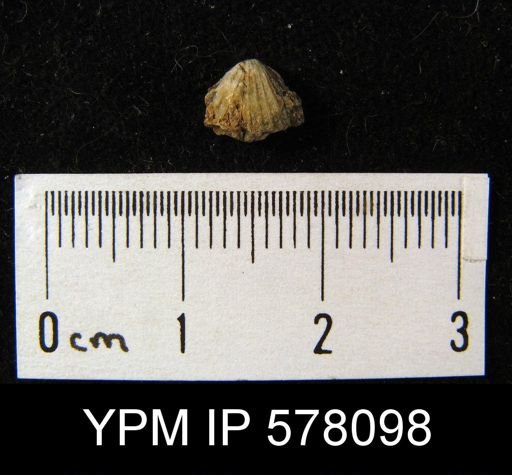 Hustedia miseri