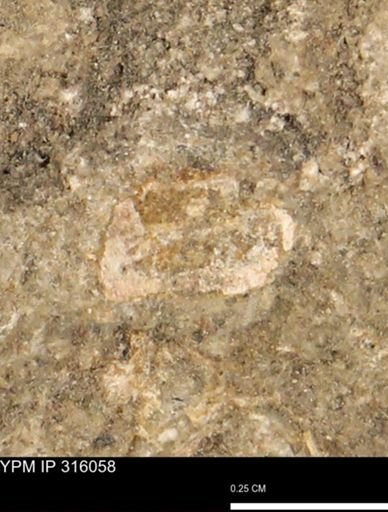 undet. Mollusca