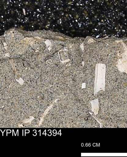 undet. Scaphopoda