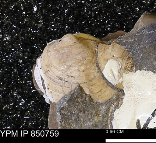 Limopsis striatopunctatus