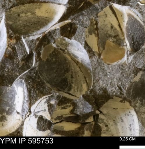Protocardia sp.