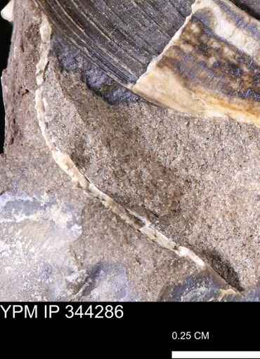 undet. Bivalvia