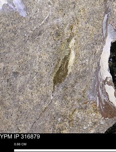 undet. Mollusca