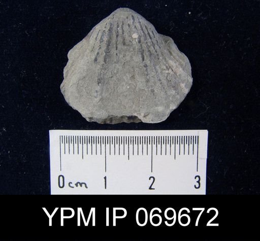 Rhynchotrema perlamellosum