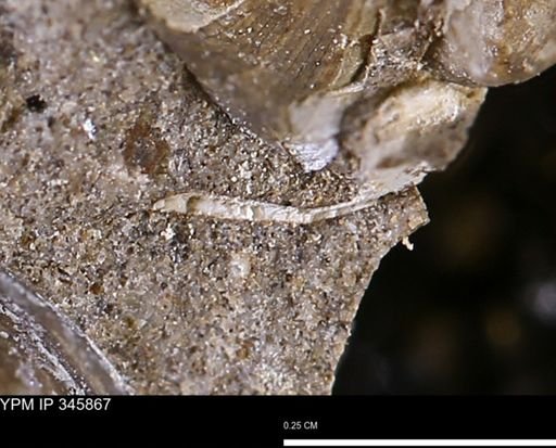 undet. Mollusca