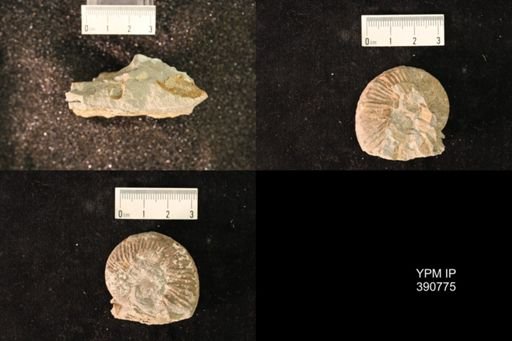 undet. Ammonoidea