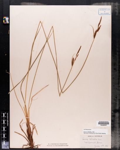 Carex stricta