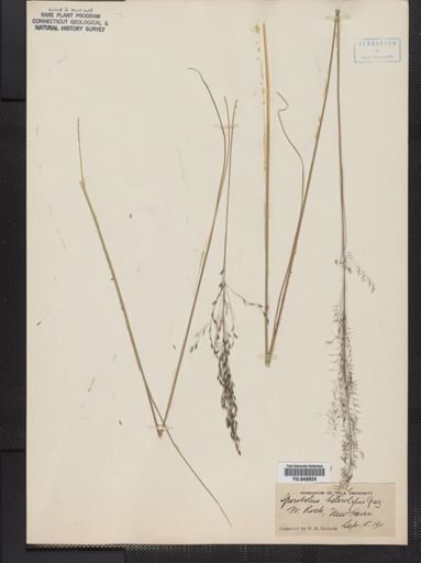 Sporobolus heterolepis