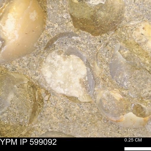 undet. Bryozoa