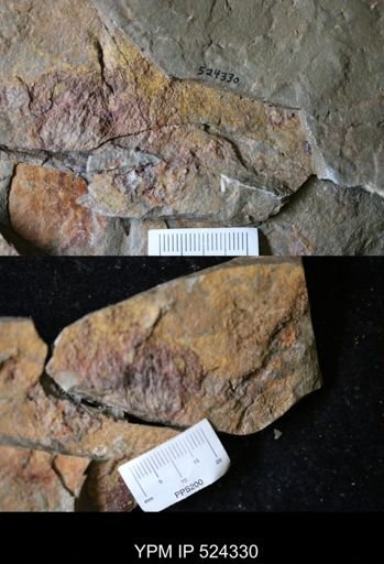 undet. Porifera