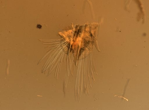 Lagisca floccosa
