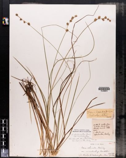 Carex cephalantha