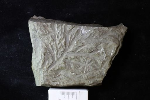 Chondrites lycopodioides