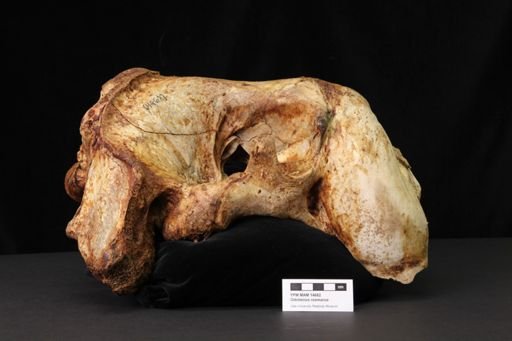 Odobenus rosmarus