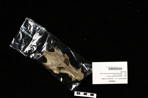 Urophycis