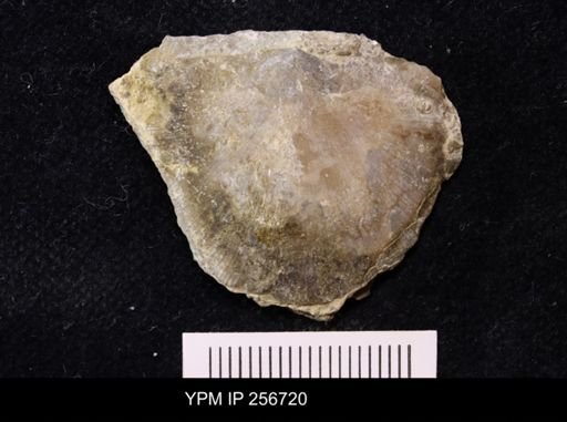 Brachyprion anticostiense