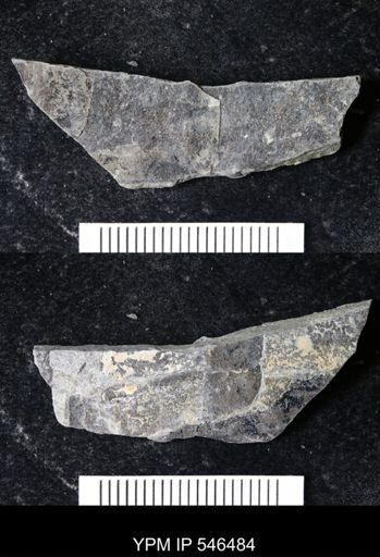 undet. Eurypterida