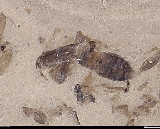 undet. Staphylinidae
