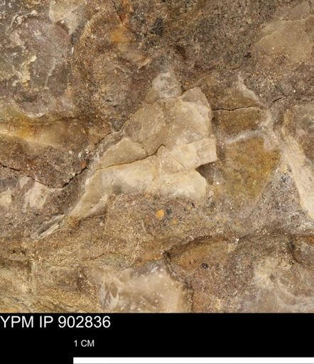 undet. Mollusca
