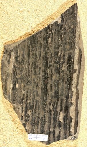 Sigillaria