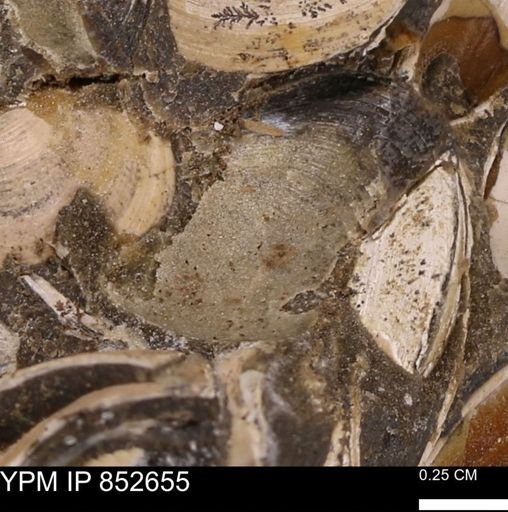Limopsis? striatopunctatus