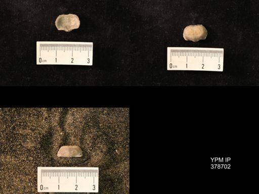 Marginifera wabashensis