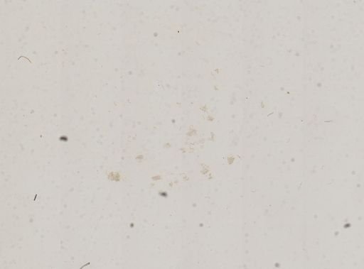 Amnicola lustrica