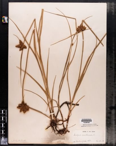 Scirpus paludosus